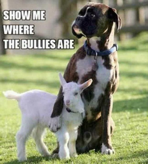 funny-dog-protects-small-goat.jpg