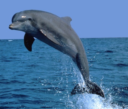 Bottlenose-Dolphin.jpg