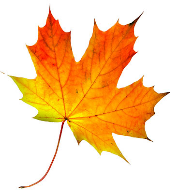 Maple-leaf1.jpg
