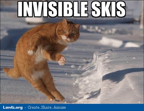 cat-funny-meme-invisible-skis.jpg