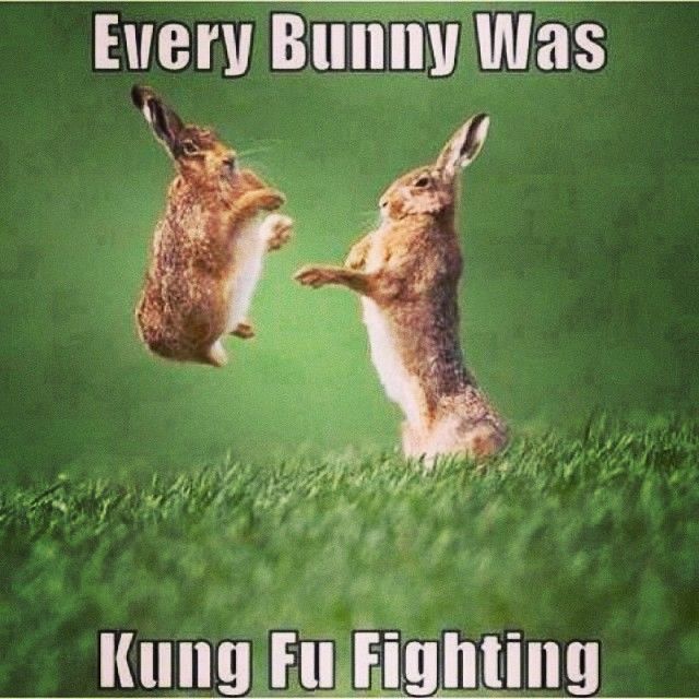 165242-Everybunny-Was-Kung-Fu-Fighting.jpg
