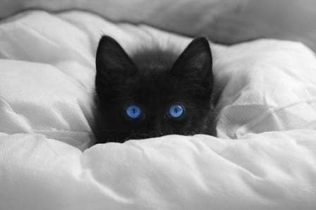blue_eyes.jpg