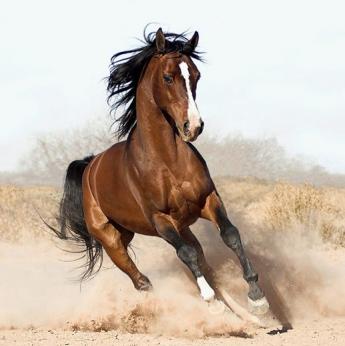 arabian_horse.jpg