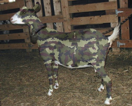 camouflage-goat.jpg