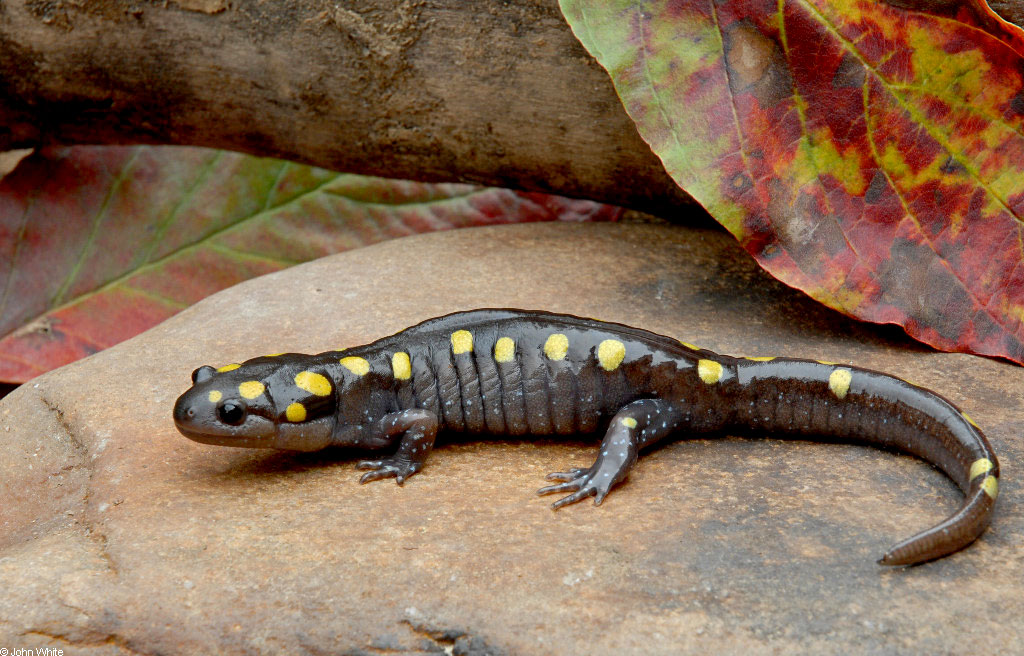 salamander_spottedl.jpg