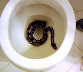 snake_in_toilet.jpg.CROP.thumbnail-small.jpg