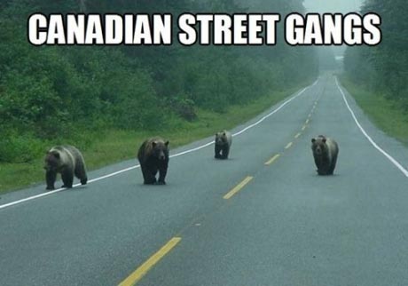 canadianstreetgangs.jpg