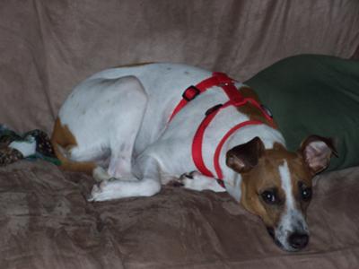 abby-whippet-jack-russell-terrier-mix-we-think-21610313.jpg