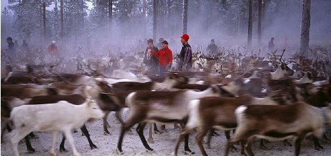 reindeer-herd.jpg