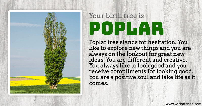 poplar-tree.jpg
