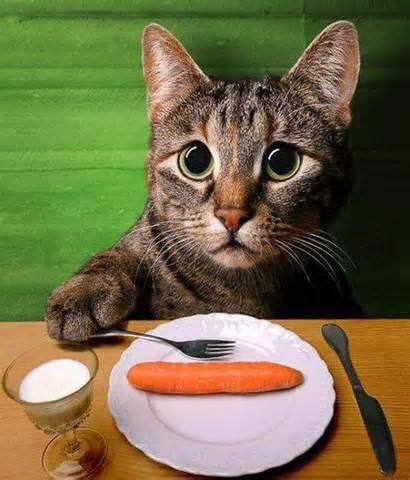 cat-eating.jpg