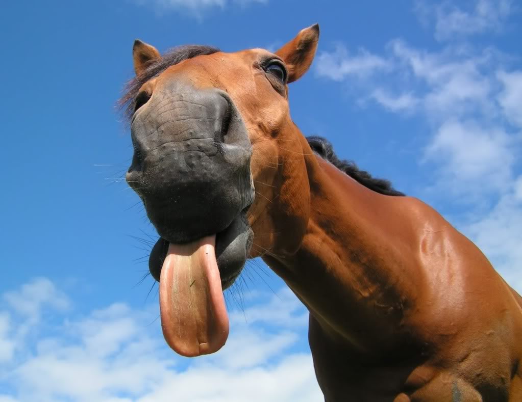 horse-tongue-2.jpg