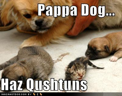 cute-puppy-pictures-kitten-papa-dog-questions.jpg