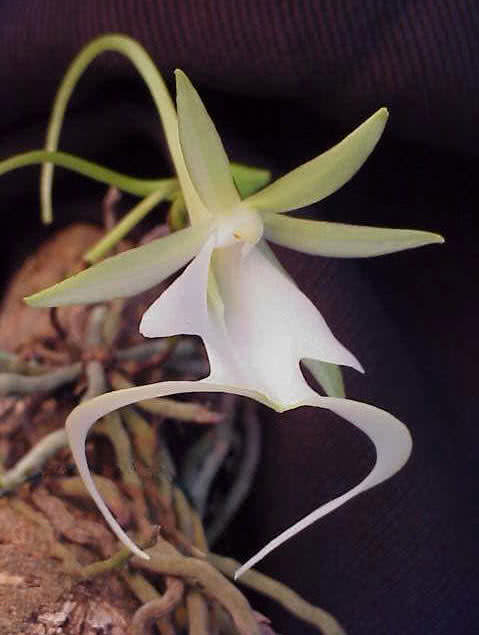 ghost-orchid.jpg