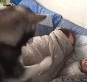 funny-gif-dog-waking-up-owner-bed.gif