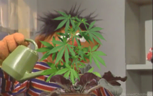 ernie-marijuana-gif.gif