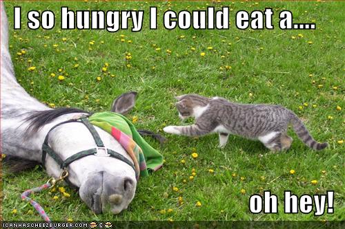 funny-pictures-cat-hungry-for-horse2.jpg