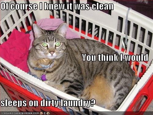 lolcat-wont-sleep-on-dirty-laundry.jpg