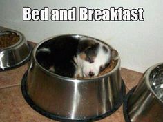 b560ab1b7b4b9073d042594e03933653--breakfast-in-bed-funny-animals.jpg