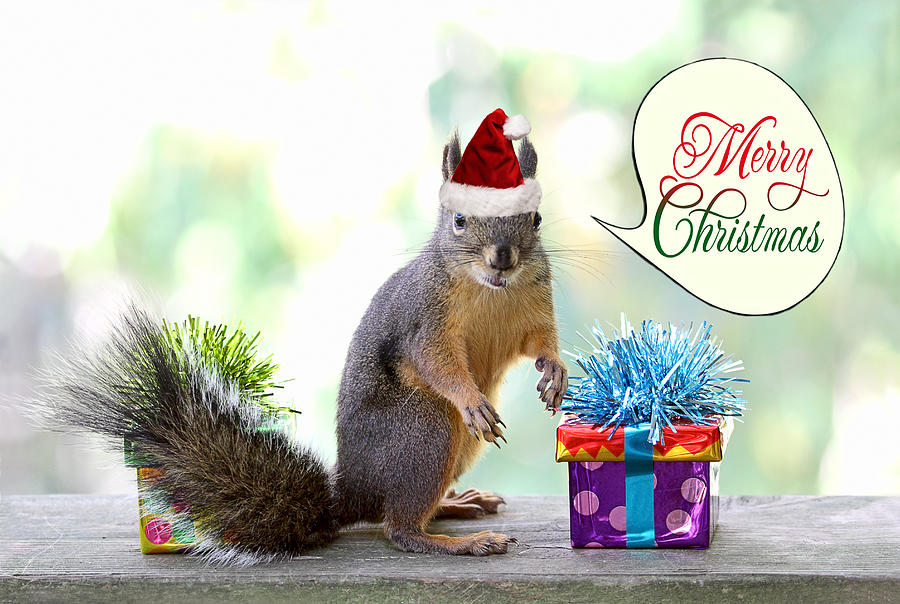 christmas-squirrel-peggy-collins.jpg