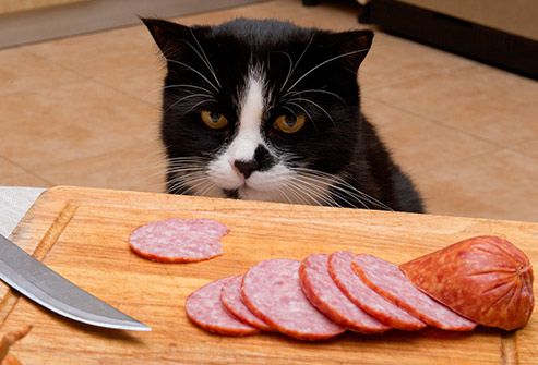 thinkstock_rf_photo_of_cat_with_meat.jpg