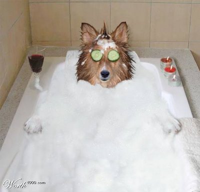 dog-bubble-bath-day.jpg