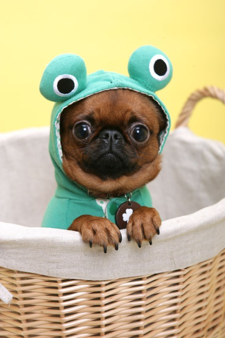 puglet-in-frog-costume.jpg