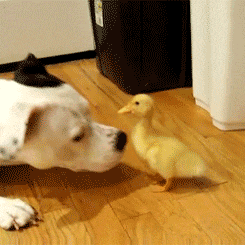 dog-and-duck.gif