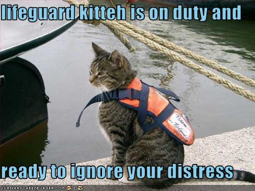 funny-pictures-lifeguard-cat-is-on-duty.jpg