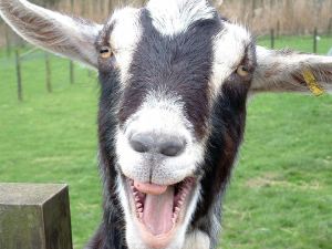 happy-goat.jpg
