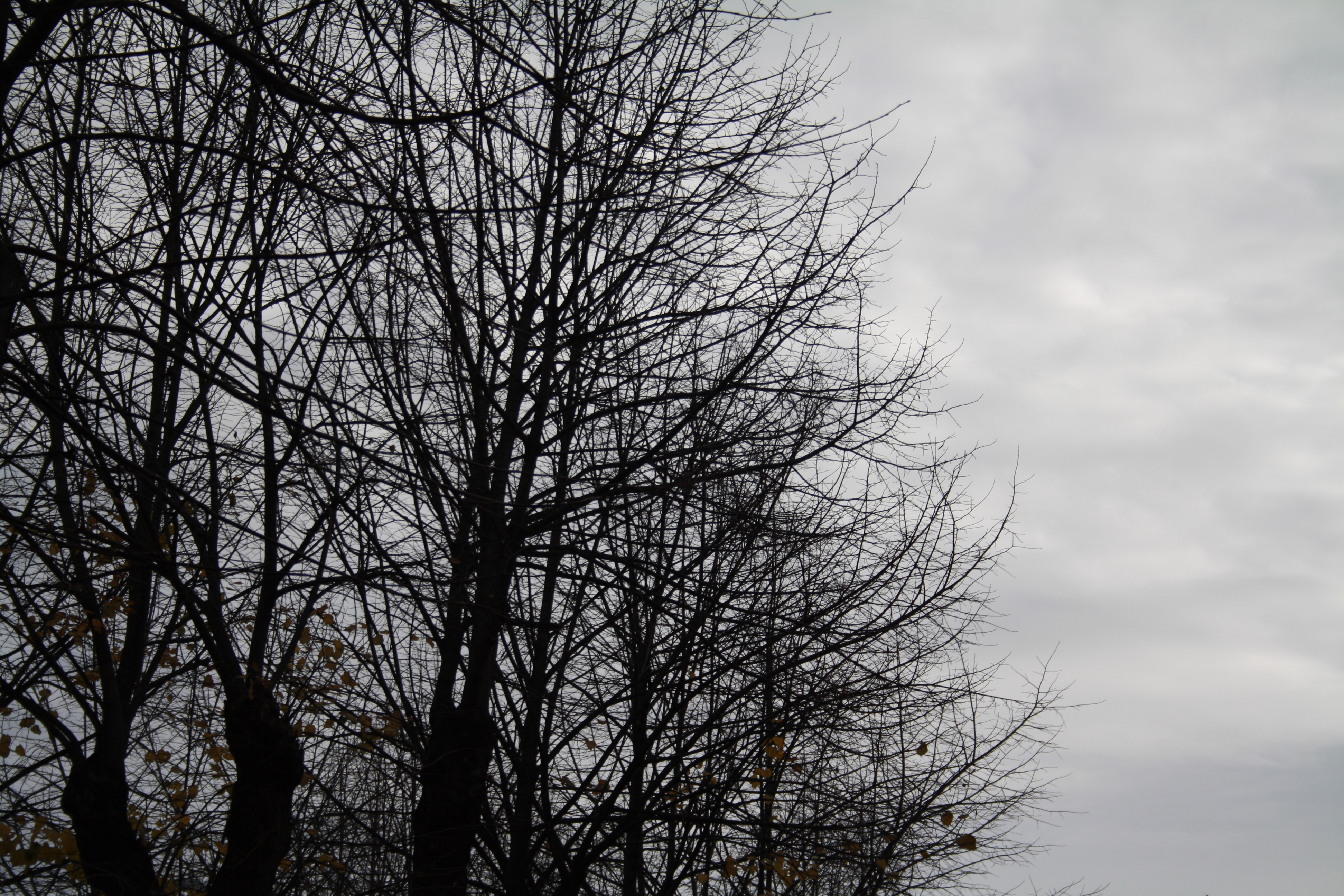 dead_trees_by_lilithruns-d354106.jpg