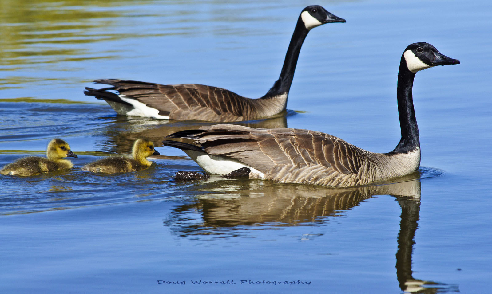 m1-canadian-geese-2-2.jpg