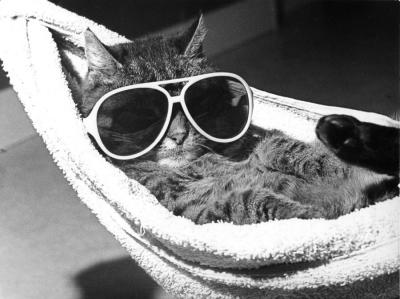 cat-with-sunglasses-lying-in-a-hammock-r-diger-poborsky-200540.jpg