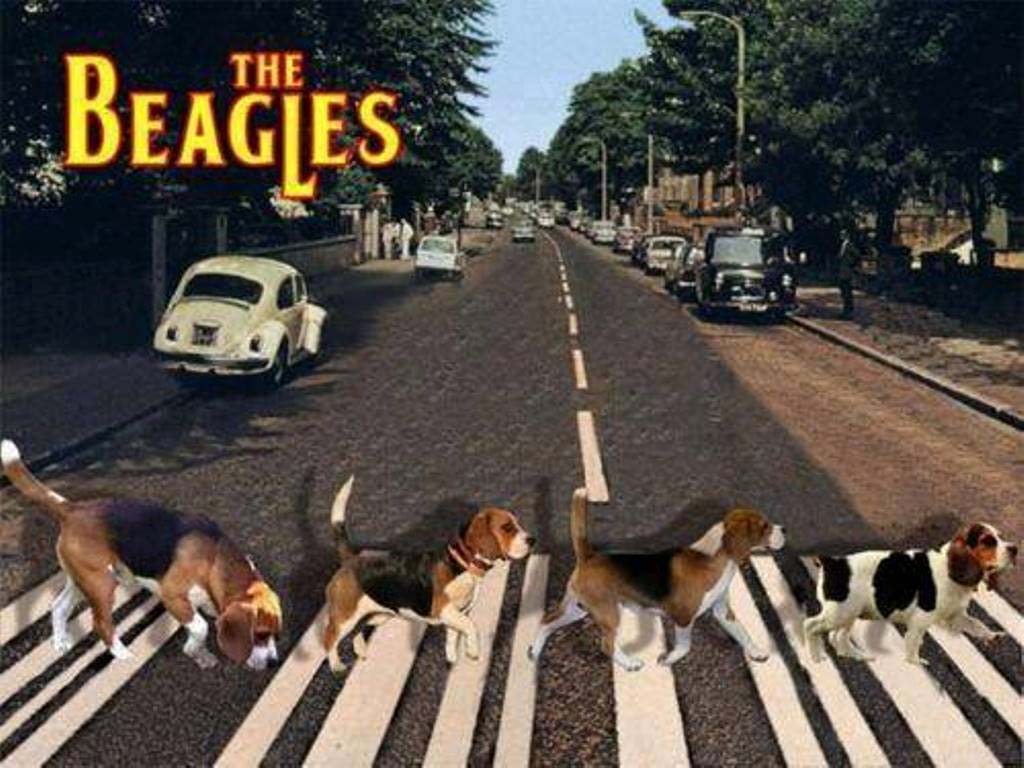 humor-the-beagles.jpg