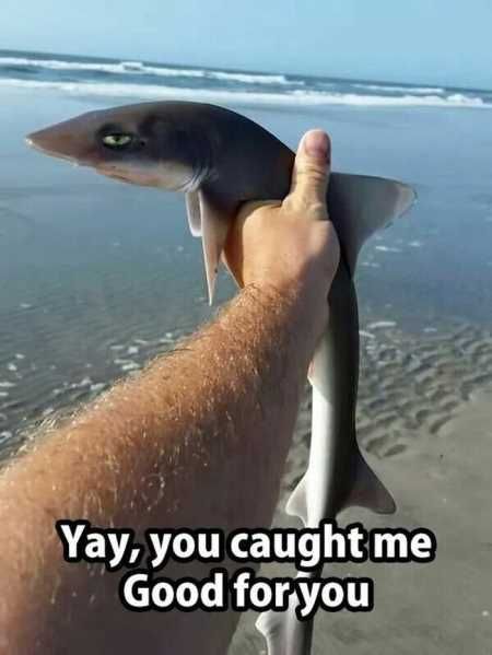 5670cccbfdfd117771c411211a9152db--funny-shark-pictures-funny-pics.jpg