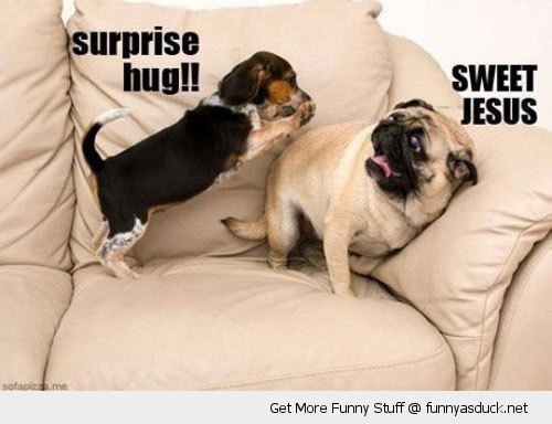 funny-surprise-hug-dog-puc-sofa-pics.jpg