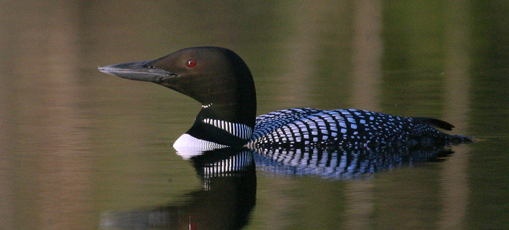 loons-and-the-gulf-of-mexico-oil-spill-c-darwin-long-h1_5635.jpg