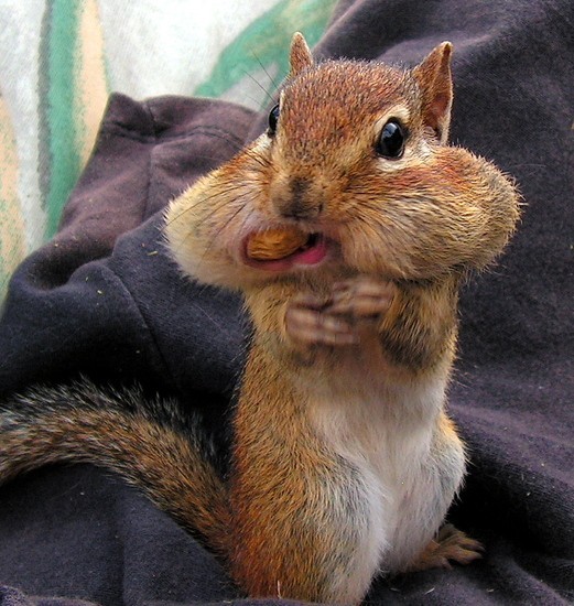 funny-squirrel-mouth-full-nuts.jpg