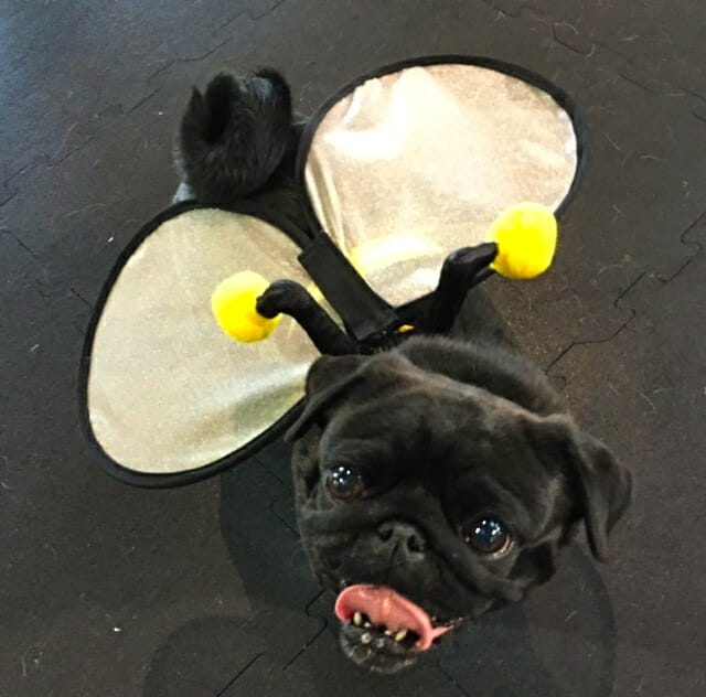 Photos-From-The-Best-Halloween-Party-Just-For-Pugs-Pugoween-2016-bee-.jpg