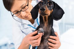 veterinarian-listens-dachshund-stethoscope-woman-dog-40137807.jpg