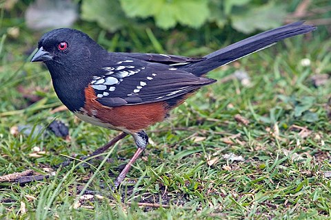 480px-Spotted_Towhee.jpg