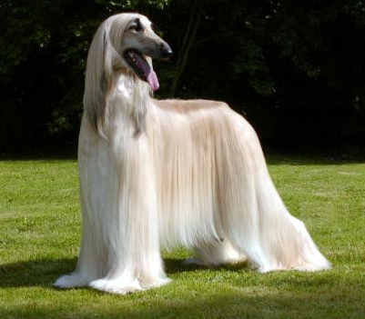 Afghan-Hound-Dog-With-White-Silky-Hair.jpg