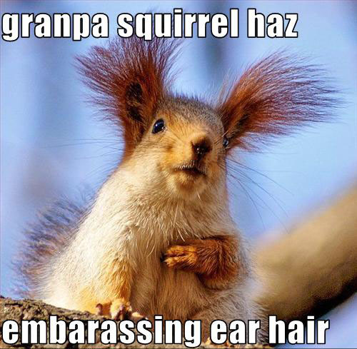 Granpa-Squirrel-Haz-Embarassing-Ear-Hair-Funny-Meme.jpg