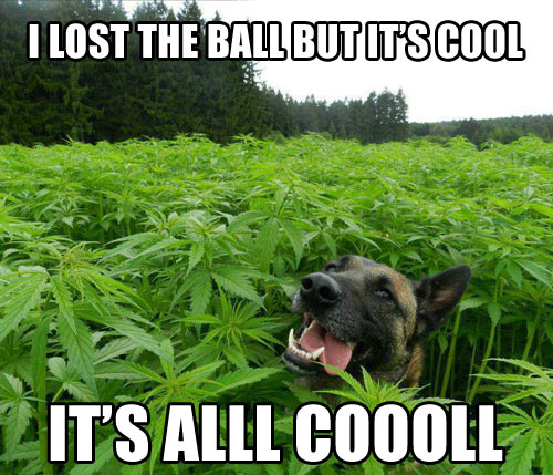 I-Lost-The-Ball-But-Its-Cool-Funny-Weed-Dog-Meme.jpg