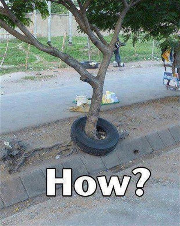 How-Tree-In-Tyre-Funny-Wtf-Picture-For-Whatsapp.jpg