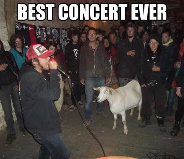 Best-Concert-Ever-Funny-Goat-Meme-Picture-For-Facebook.jpg