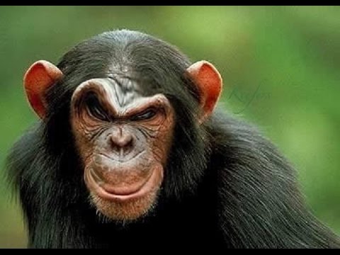 Funny-Monkey-With-Sad-Face.jpg