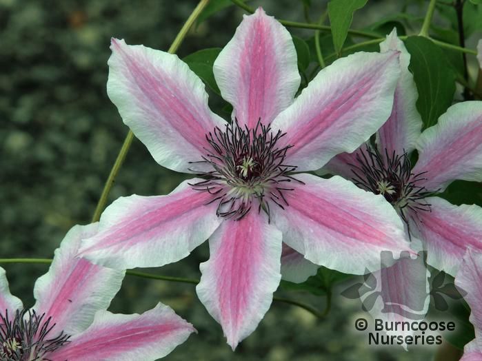 clematis_carnaby_4940.jpg
