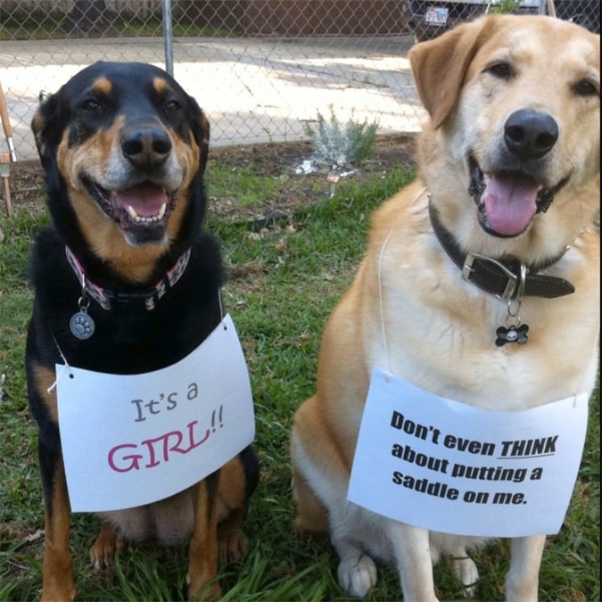 funny-gender-reveal-announcement-dogs.jpg