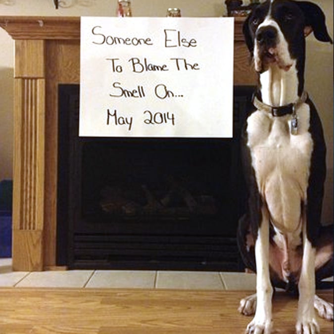 great-dame-dog-funny-baby-reveal.jpg